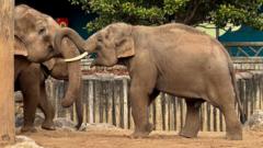Vaccine breakthrough for deadly elephant virus