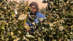Zimbabwe is tobacco country. But some want to switch to a healthier crop - blueberries