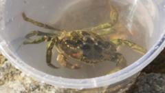 Call for crabbing to stop as creatures 'feel pain'