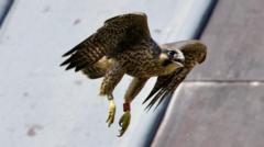 Three falcon chicks take flight from cathedral nest