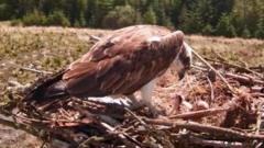 First osprey chicks of the year hatch in forest