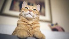 Cat pic