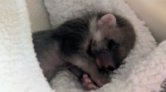 Headlines: Rescued pine marten and dumped asbestos