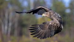 Young white-tailed eagles released on Exmoor