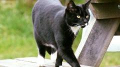 Much-loved resident 'pest control' park cat retires