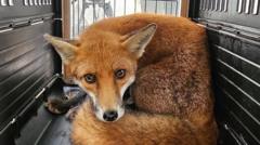 Woman's fox rescue forges unusual bond