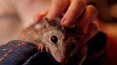 Bineensa Northern quolls jedhamtu, hantuuta fakkaatti