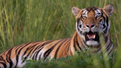 Vast private zoo run by son of India's richest man faces inquiry