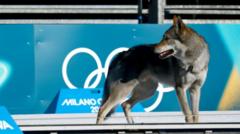 Wolfdog joins racers on cross-country ski course