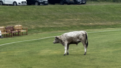 Cricket match abandoned after bull storms pitch
