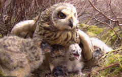 'Remarkable' owl seen on Springwatch for first time