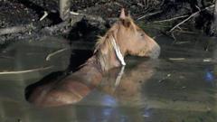 Trapped pony rescued from pond