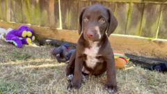 Animal shelters welcome renter's right to have pet