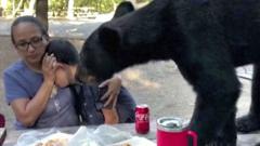 Bear eating picnic