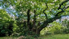 Ancient oaks compete for Tree of the Year