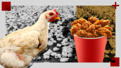 'Frankenchickens': The debate about welfare and sustainability