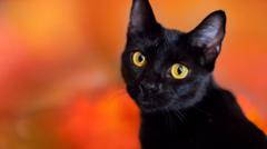 Spanish town bans black cat adoptions during Halloween