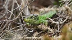 Sand lizards spotted on heathland bridge