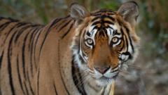 What Made India&#039;s Iconic Crocodile-Hunting Tigress So Legendary?