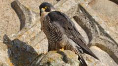 Anxious wait to see if peregrine falcons hatch