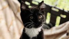 Kittens dumped in bin thriving after rescue