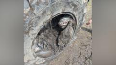 Pony rescued from inside tractor tyre