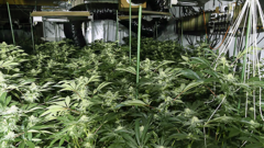 Three men caught running cannabis factory in old shopping centre