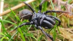 Rare spider discovered by National Trust visitor