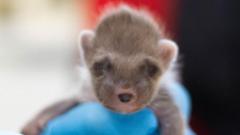 Baby pine marten who lost siblings rescued from bin
