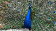 Dunfermline's peacocks given Freedom of the City