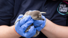 Two penguin chicks born at Newquay Zoo