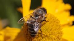 What Caused the Bee Attack That Left Three Critical and Dozens Injured in France?