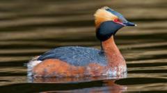 Loch sports could be discouraged to aid rare bird
