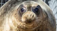 Seal pup released after 120km journey along Welsh coastline