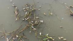 No cause yet for 'hundreds' of dead fish in canal