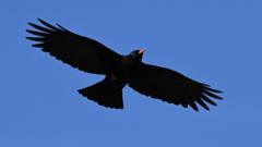 RSPB reports record-breaking chough numbers
