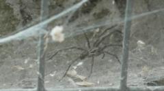 Spider mating season may mean sightings increase