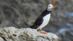 All puffins return to coast after colony loss fear