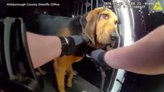 Police dog locates missing 96-year-old man in Florida woods