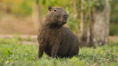 From capybara to skunks - the strangest animal sightings
