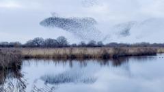 Mesmerising murmuration filmed by BBC presenter