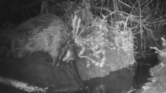 Night vision camera captures beaver breaking wind