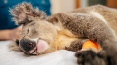 Can Australia’s Groundbreaking Vaccine Finally Stop the Koala Chlamydia Crisis?