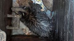 Badger rescued after falling down manhole
