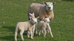 Potentially deadly bluetongue virus found on third farm in Scotland