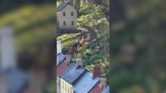 'Giant' fox wanders streets of 'tiny' model village