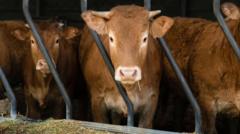 Plans for cattle shed as big as a supermarket