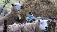 First case of bird flu in sheep found on UK farm