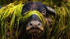 Water buffalo wearing garland of weeds among photo award winners