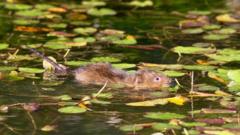 Water voles brought back to river after 20 years